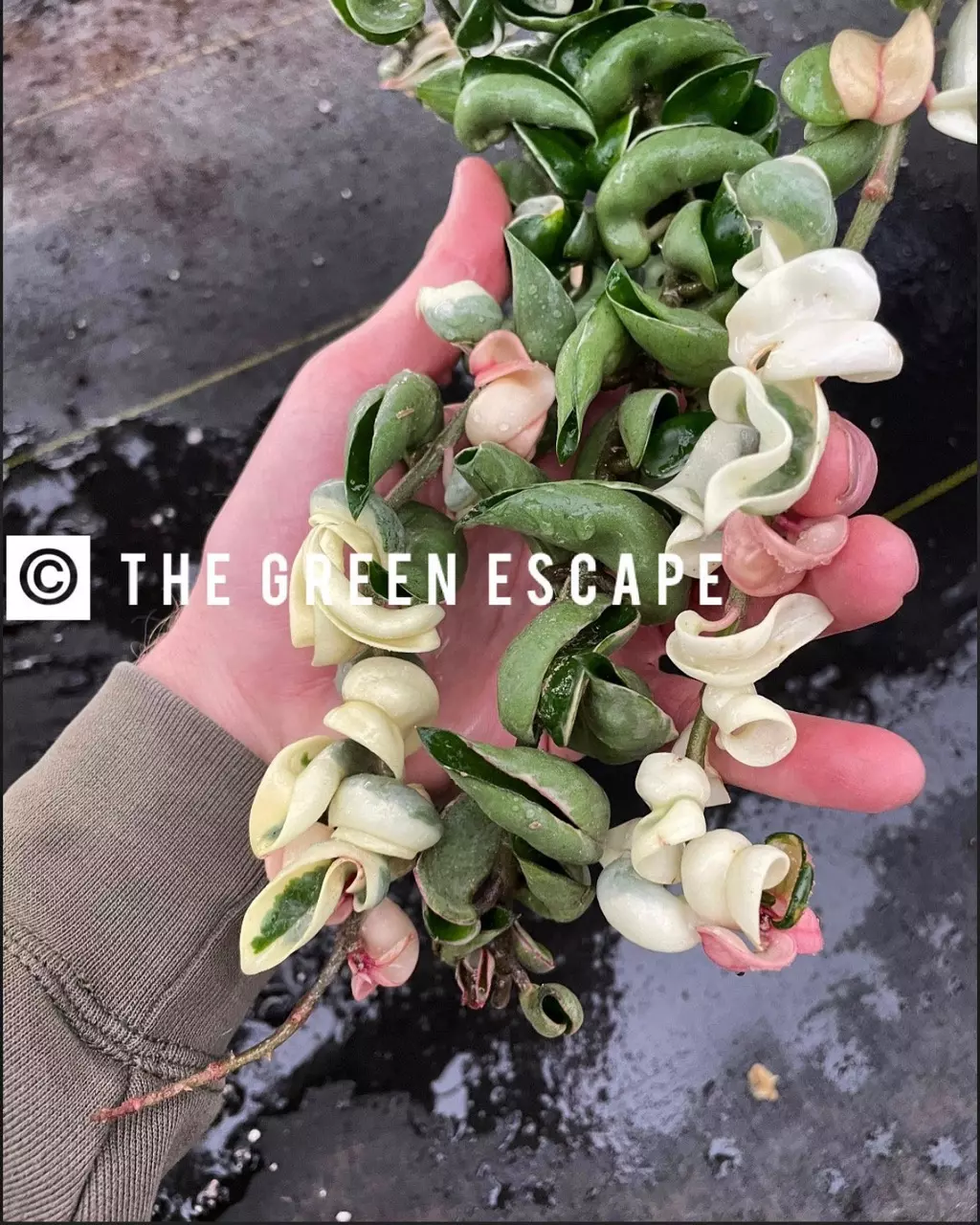 plant/Hoya variegated compacta rope starter plant growers choice D5-0