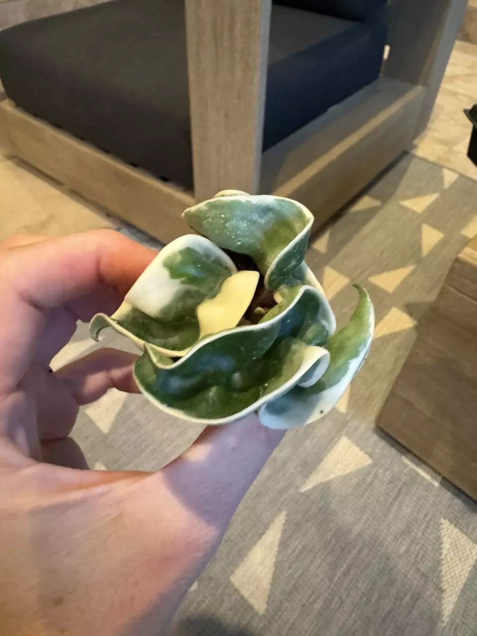 plant/Hoya variegated compacta rope starter plant growers choice D5-1