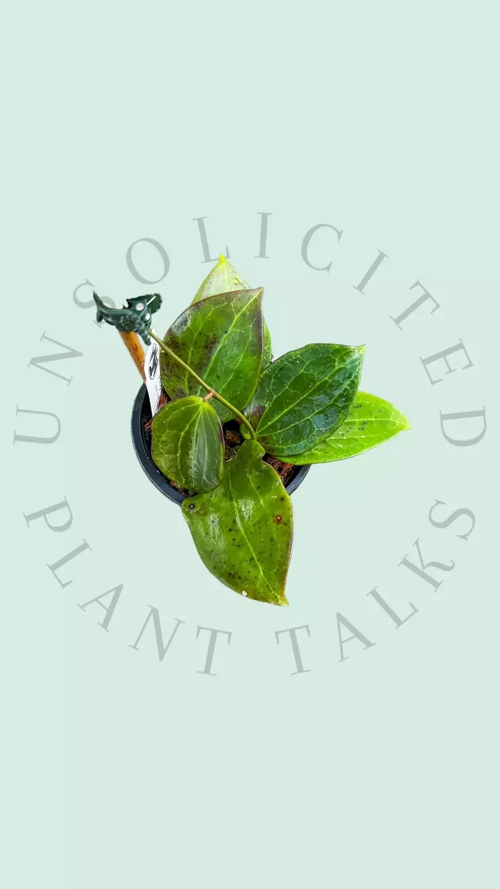 plant/PS01 - Hoya ‘Genieve’-0