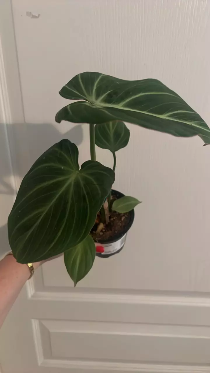 plant/Philo Gloriosum E-0