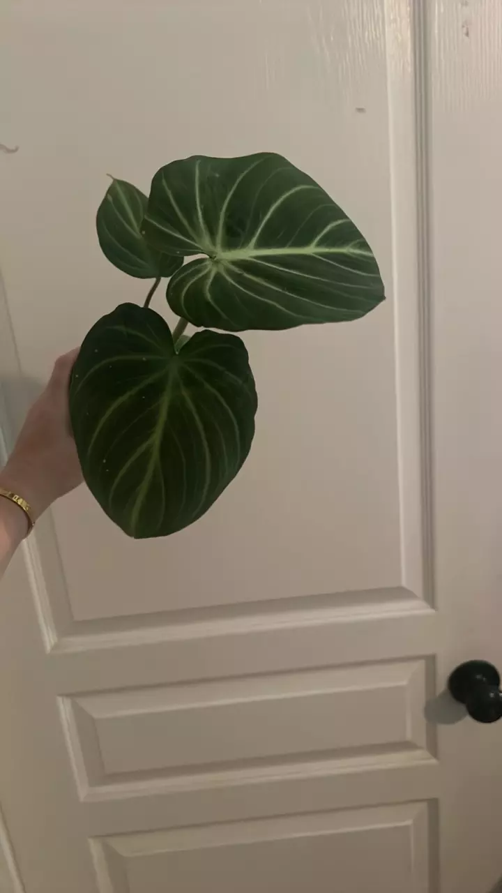 plant/Philo Gloriosum E-1