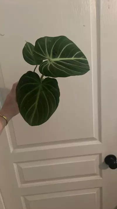 plant/Philo Gloriosum E-1-thumbnail