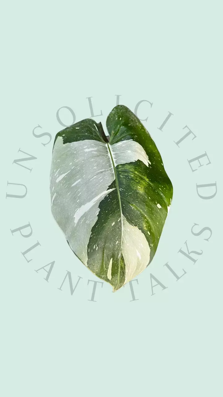 plant/PS101 - Philodendron ‘White Princess’ (blemished)-1