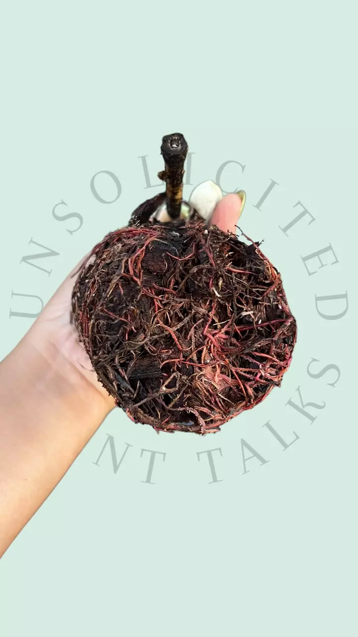 plant/PS102 - Philodendron ‘Red Anderson’-3