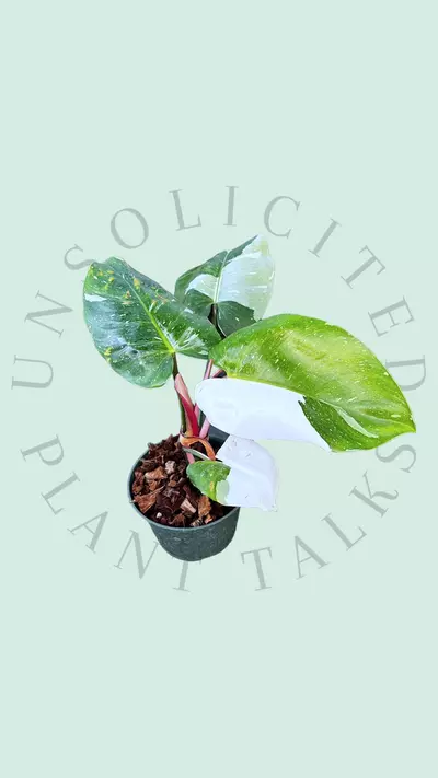 plant/PS101 - Philodendron ‘White Princess’ (blemished)-0-thumbnail