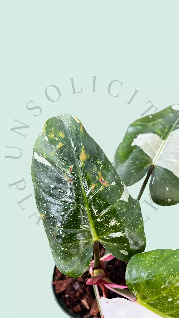 plant/PS101 - Philodendron ‘White Princess’ (blemished)-2