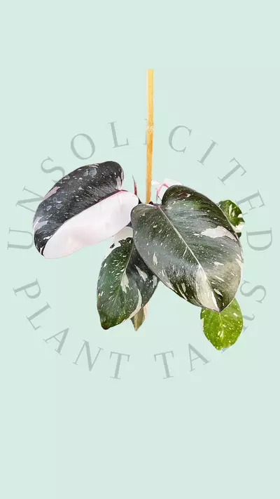 plant/PS102 - Philodendron ‘Red Anderson’-0-thumbnail