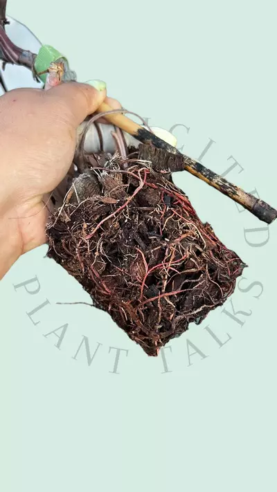 plant/PS102 - Philodendron ‘Red Anderson’-2-thumbnail