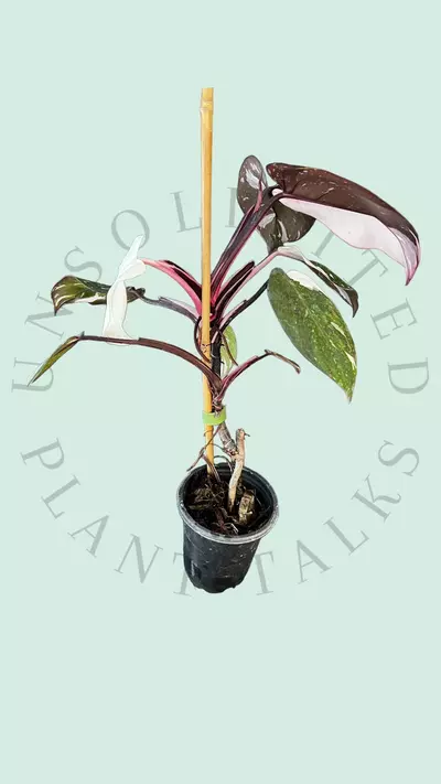 plant/PS102 - Philodendron ‘Red Anderson’-1-thumbnail