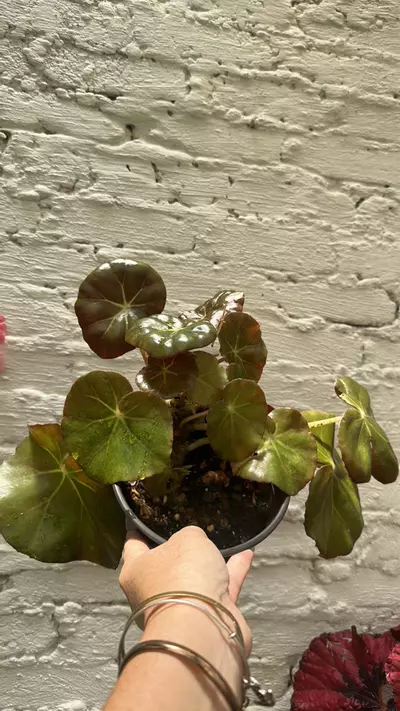 plant/Large beefsteak begonias-0-thumbnail