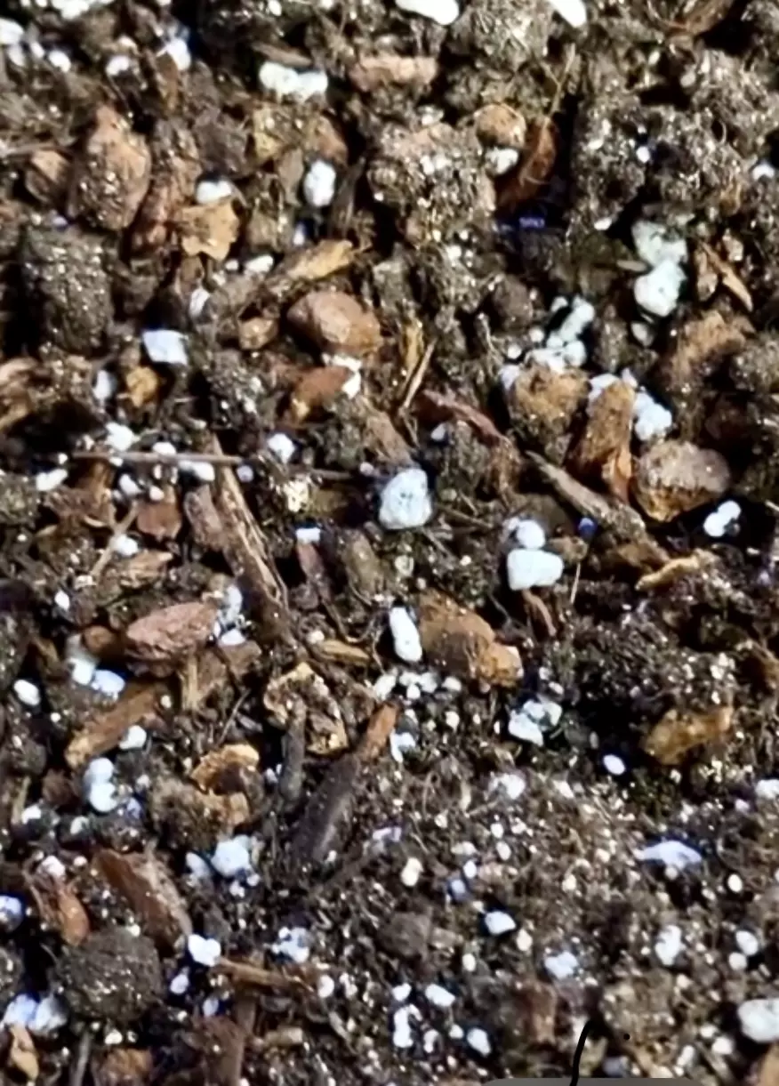 plant/Schlief Tropicals Hoya Media-1