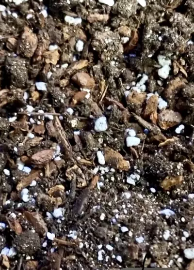 plant/Schlief Tropicals Hoya Media-1-thumbnail