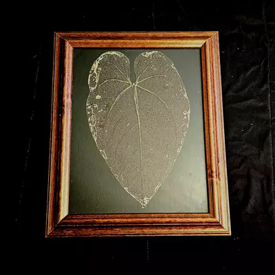 plant/Framed Leaf Skeleton Art - Large Size Anthurium Tingo Maria Inverse Crossing-3-thumbnail