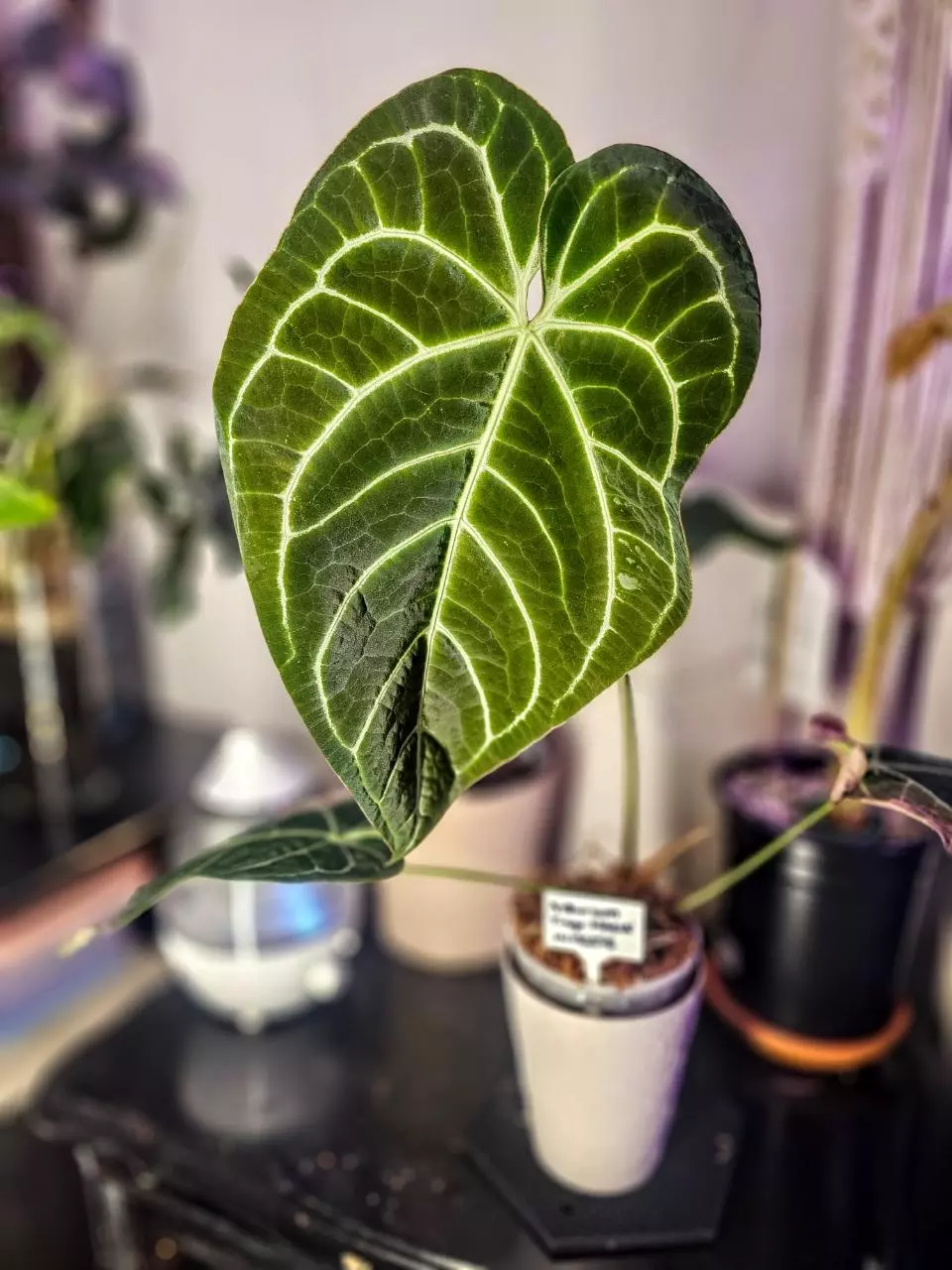 plant/Framed Leaf Skeleton Art - Large Size Anthurium Tingo Maria Inverse Crossing-7