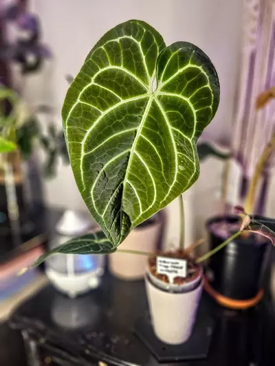 plant/Framed Leaf Skeleton Art - Large Size Anthurium Tingo Maria Inverse Crossing-7-thumbnail