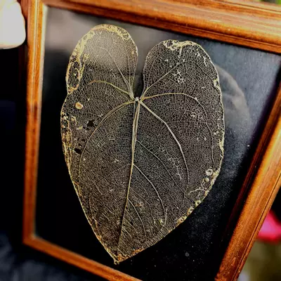 plant/Framed Leaf Skeleton Art - Large Size Anthurium Tingo Maria Inverse Crossing-0-thumbnail