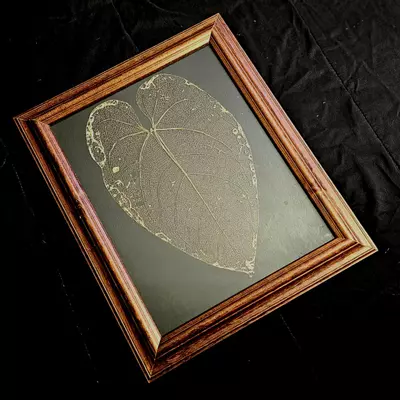 plant/Framed Leaf Skeleton Art - Large Size Anthurium Tingo Maria Inverse Crossing-4-thumbnail