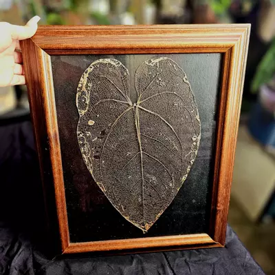 plant/Framed Leaf Skeleton Art - Large Size Anthurium Tingo Maria Inverse Crossing-1-thumbnail