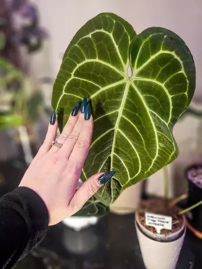 plant/Framed Leaf Skeleton Art - Large Size Anthurium Tingo Maria Inverse Crossing-6-thumbnail