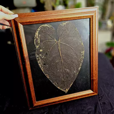 plant/Framed Leaf Skeleton Art - Large Size Anthurium Tingo Maria Inverse Crossing-2-thumbnail