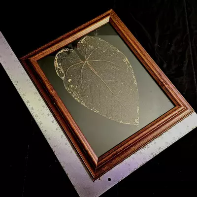 plant/Framed Leaf Skeleton Art - Large Size Anthurium Tingo Maria Inverse Crossing-5-thumbnail