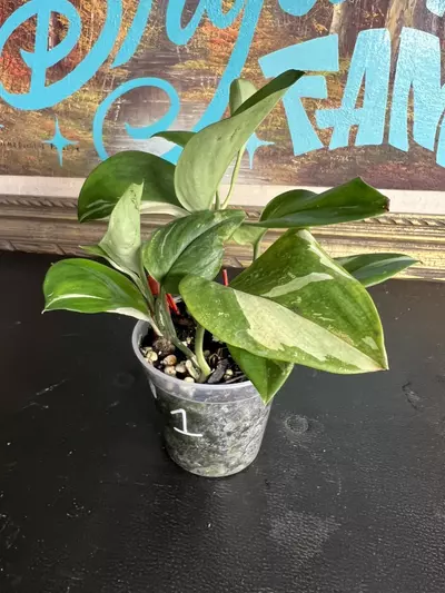 plant/Scindapsus moonlight albo-3-thumbnail