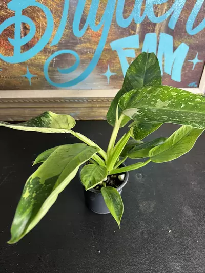 plant/Jose Buono-1-thumbnail