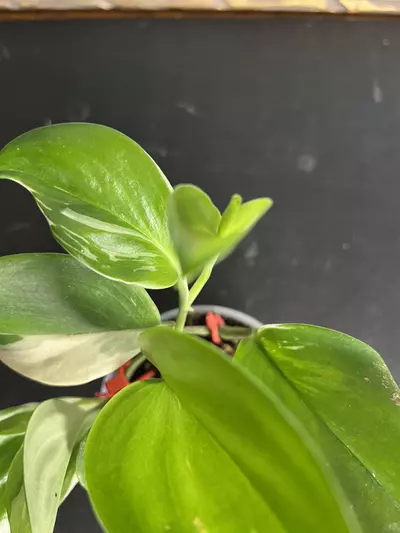 plant/Scindapsus moonlight albo-7-thumbnail