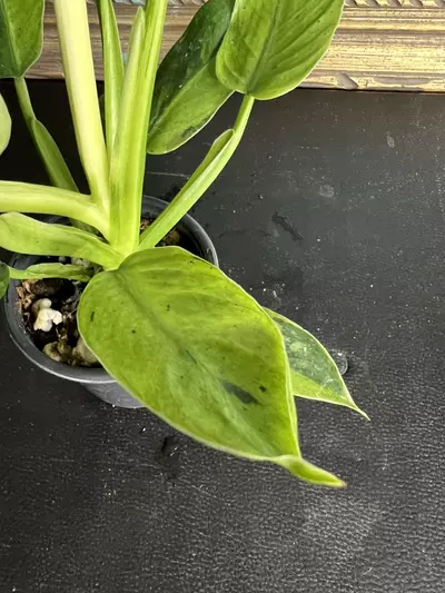 plant/Jose Buono-5-thumbnail