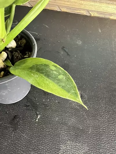 plant/Jose Buono-6-thumbnail