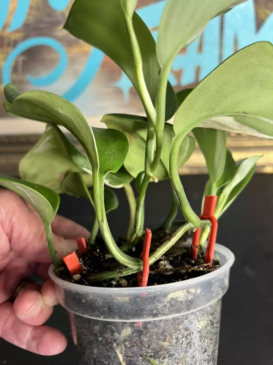 plant/Scindapsus moonlight albo-0