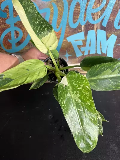 plant/Jose Buono-2-thumbnail