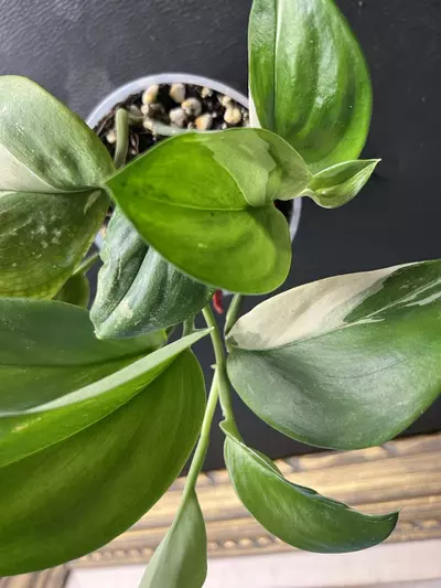 plant/Scindapsus moonlight albo-6-thumbnail