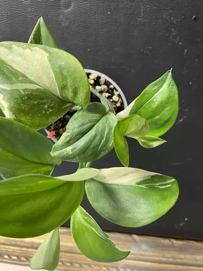 plant/Scindapsus moonlight albo-5-thumbnail
