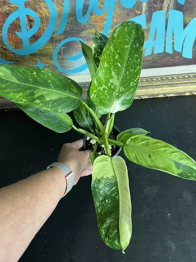 plant/Jose Buono-4-thumbnail