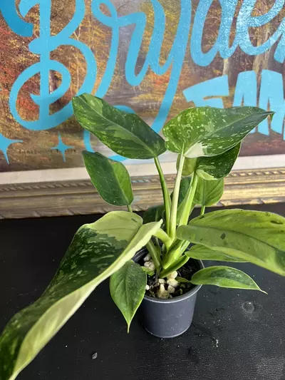 plant/Jose Buono-0-thumbnail