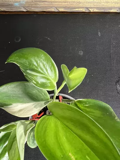 plant/Scindapsus moonlight albo-4-thumbnail