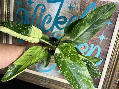 plant/Jose Buono-3-thumbnail