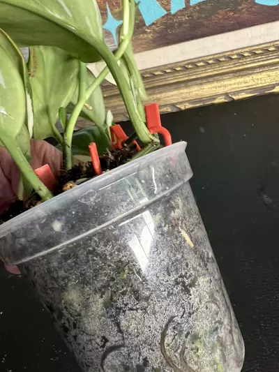 plant/Scindapsus moonlight albo-2-thumbnail