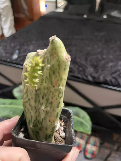 plant/Variegated SpongeBob opuntia-0-thumbnail