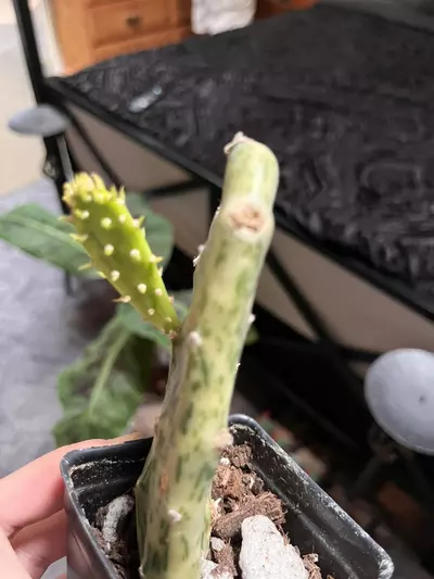 plant/Variegated SpongeBob opuntia-1-thumbnail