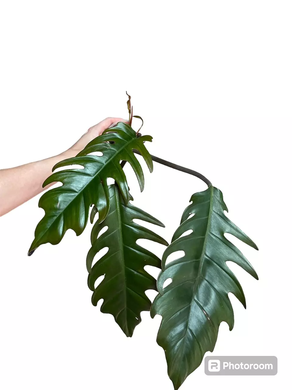 plant/Philodendron Pluto-0