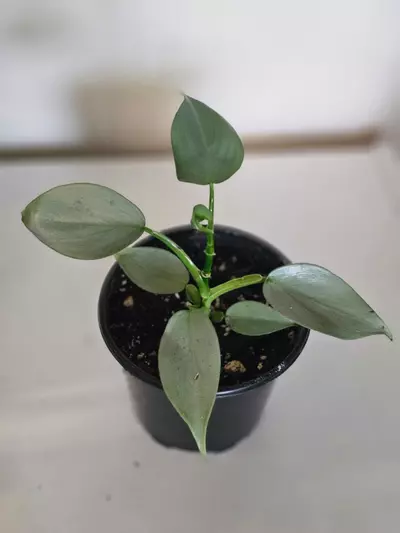 plant/Silver Sword Philodendron-0-thumbnail
