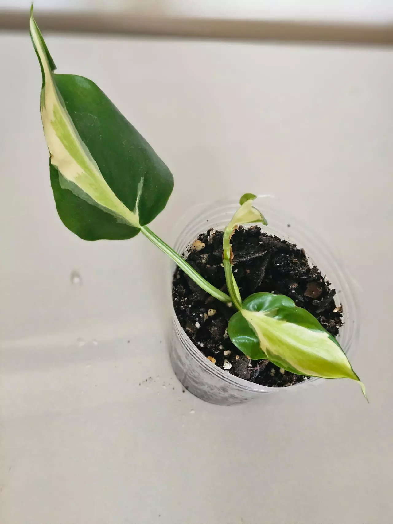 plant/Silver Stripe-0