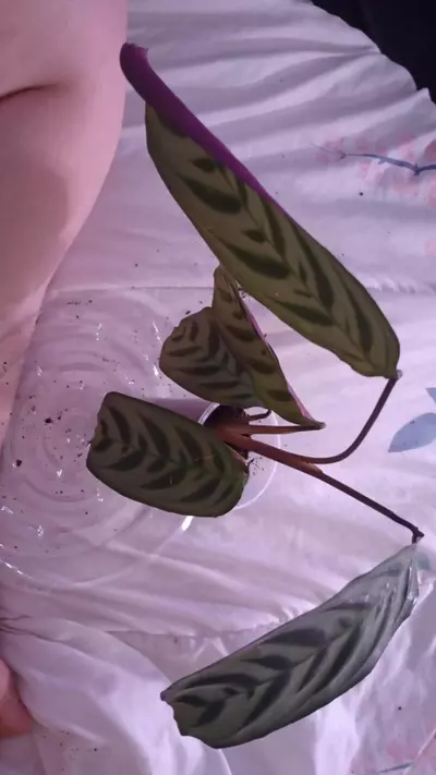 plant/Catherdal burtle Marx-0-thumbnail