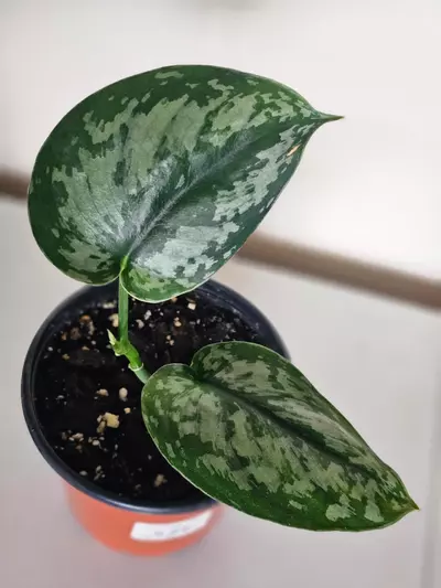 plant/Beautiful Scindapsus Exotica-0-thumbnail