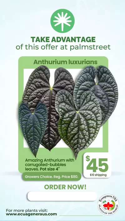 plant/Anthurium luxurians-0-thumbnail