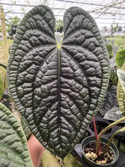 plant/Anthurium luxurians-1-thumbnail