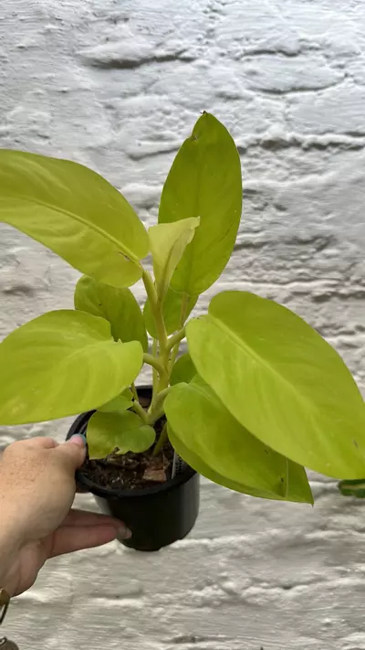 plant/Philodendron 4”-0-thumbnail