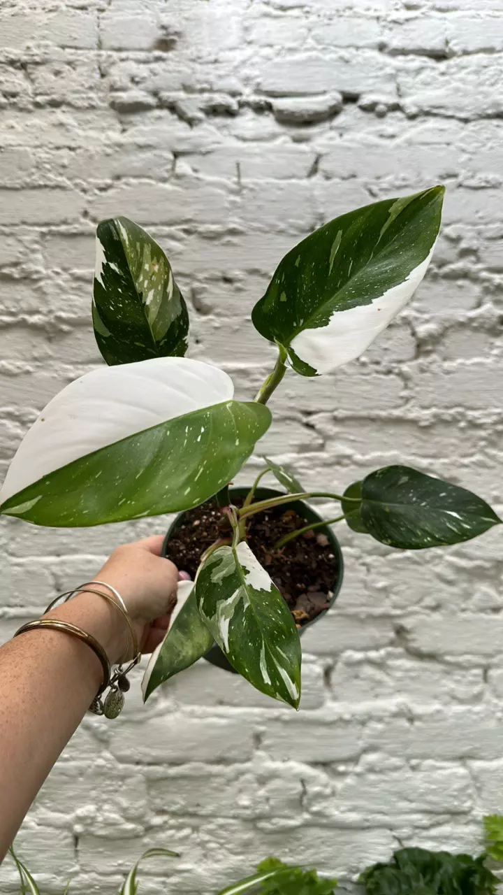 plant/Galaxy princess 6”-0